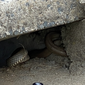 Pseudonaja textilis at Queanbeyan, NSW - 8 Nov 2021 09:57 AM