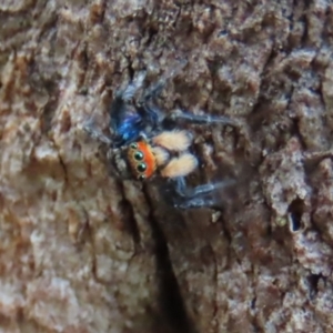 Euophryinae sp.(Undescribed) (subfamily) at Garran, ACT - 7 Nov 2021