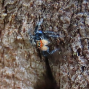 Euophryinae sp.(Undescribed) (subfamily) at Garran, ACT - 7 Nov 2021