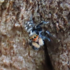 Euophryinae sp.(Undescribed) (subfamily) at Garran, ACT - 7 Nov 2021 04:25 PM