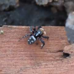 Euophryinae sp.(Undescribed) (subfamily) at Garran, ACT - 7 Nov 2021 04:25 PM