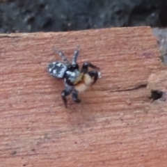 Euophryinae sp.(Undescribed) (subfamily) at Garran, ACT - 7 Nov 2021