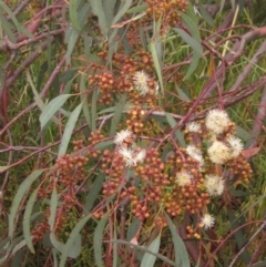 Eucalyptus mannifera (Brittle Gum) at The Pinnacle - 2 Nov 2021 by pinnaCLE
