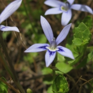 Isotoma fluviatilis subsp. australis at Weetangera, ACT - 2 Nov 2021 12:47 PM