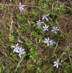 Isotoma fluviatilis subsp. australis at Weetangera, ACT - 2 Nov 2021 12:47 PM