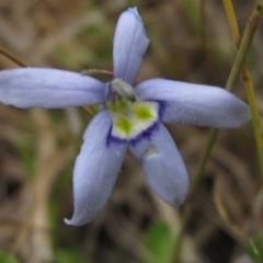 Isotoma fluviatilis subsp. australis at Weetangera, ACT - 2 Nov 2021 12:47 PM