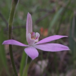 Caladenia carnea at Theodore, ACT - suppressed