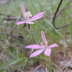 Caladenia carnea at Theodore, ACT - suppressed