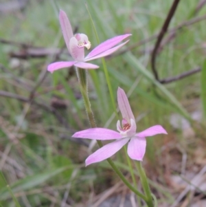 Caladenia carnea at Theodore, ACT - suppressed