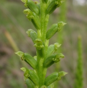 Microtis parviflora at Latham, ACT - 6 Nov 2021