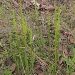 Microtis parviflora at Latham, ACT - 6 Nov 2021