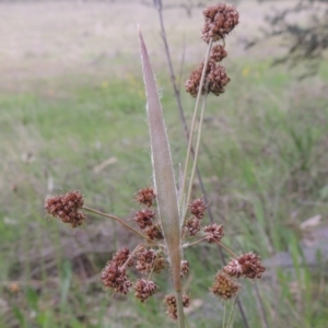 Luzula densiflora at Theodore, ACT - 11 Oct 2021 04:55 PM