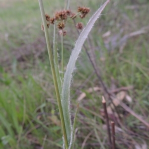 Luzula densiflora at Theodore, ACT - 11 Oct 2021 04:55 PM