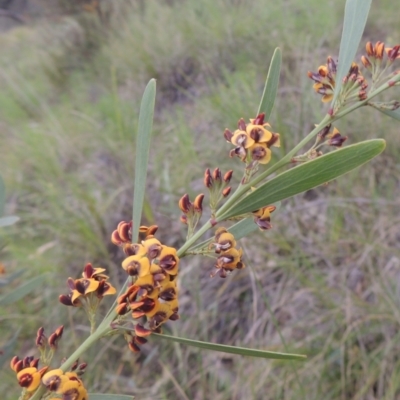 Daviesia mimosoides (Bitter Pea) at Theodore, ACT - 11 Oct 2021 by michaelb