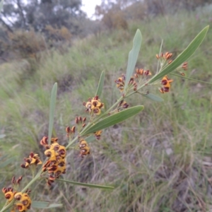 Daviesia mimosoides at Theodore, ACT - 11 Oct 2021