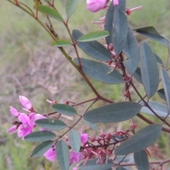 Indigofera australis subsp. australis (Australian Indigo) at Theodore, ACT - 11 Oct 2021 by michaelb