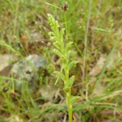 Microtis unifolia (Common Onion Orchid) at Mount Taylor - 6 Nov 2021 by MatthewFrawley