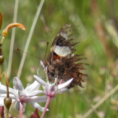 Vanessa itea (Yellow Admiral) at Mount Taylor - 7 Nov 2021 by MatthewFrawley