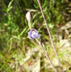 Thelymitra sp. (A Sun Orchid) at Kambah, ACT - 7 Nov 2021 by MatthewFrawley