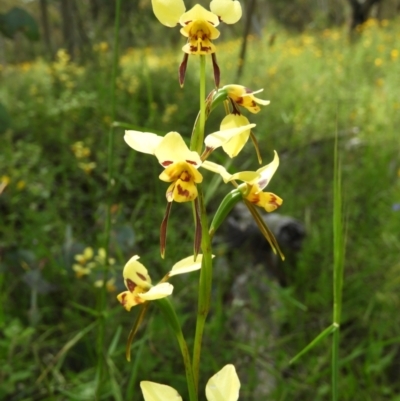 Diuris sulphurea (Tiger Orchid) at Kambah, ACT - 7 Nov 2021 by MatthewFrawley