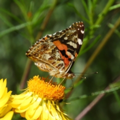 Vanessa kershawi (Australian Painted Lady) at Kambah, ACT - 8 Nov 2021 by MatthewFrawley