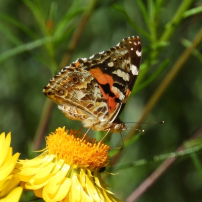 Vanessa kershawi (Australian Painted Lady) at Kambah, ACT - 8 Nov 2021 by MatthewFrawley