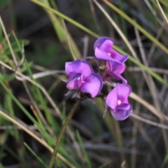 Swainsona sericea (Silky Swainson-Pea) at Michelago, NSW - 30 Oct 2021 by AndyRoo