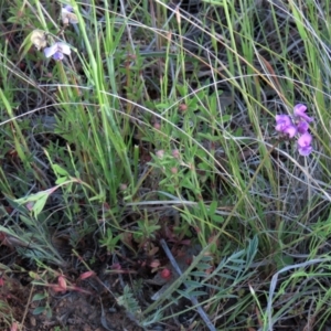 Swainsona sericea at Michelago, NSW - 30 Oct 2021