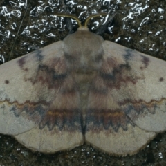 Anthela varia (Hairy Mary) at Ainslie, ACT - 3 Nov 2021 by jb2602