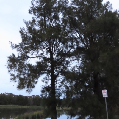 Casuarina cunninghamiana subsp. cunninghamiana (River She-Oak, River Oak) at Tuggeranong Creek to Monash Grassland - 3 Nov 2021 by AndyRoo