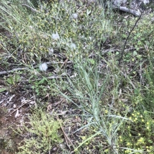 Senecio quadridentatus at Bruce, ACT - 8 Nov 2021 11:50 AM