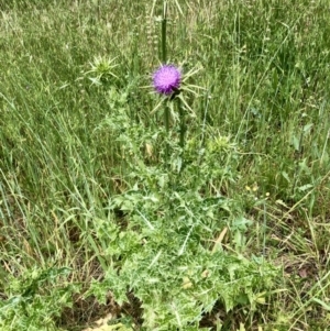 Silybum marianum at Bruce, ACT - 8 Nov 2021 11:43 AM