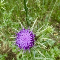 Silybum marianum at Bruce, ACT - 8 Nov 2021 11:43 AM