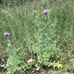 Silybum marianum at Bruce, ACT - 8 Nov 2021 11:43 AM