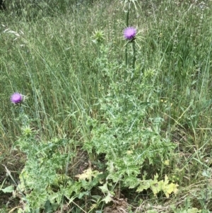 Silybum marianum at Bruce, ACT - 8 Nov 2021 11:43 AM