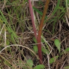 Thelymitra sp. (A Sun Orchid) at Hall, ACT - 6 Nov 2021 by AndyRoo