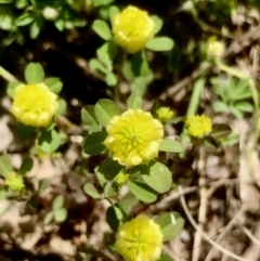 Trifolium campestre (Hop Clover) at Gossan Hill - 8 Nov 2021 by goyenjudy