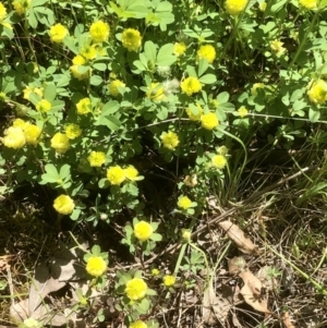 Trifolium campestre at Bruce, ACT - 8 Nov 2021 11:49 AM