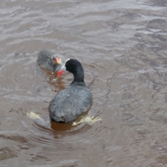 Fulica atra (Eurasian Coot) at Yerrabi Pond - 7 Nov 2021 by TrishGungahlin