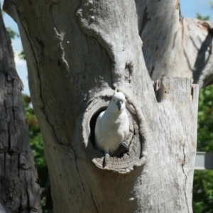 Cacatua galerita at Gungahlin, ACT - 8 Nov 2021