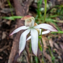 Caladenia moschata (Musky Caps) at Rossi, NSW - 6 Nov 2021 by Philip
