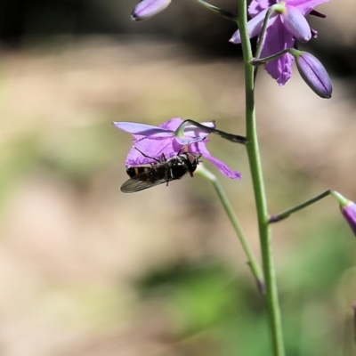 Syrphini (tribe) (Unidentified syrphine hover fly) at Chiltern, VIC - 30 Oct 2021 by KylieWaldon
