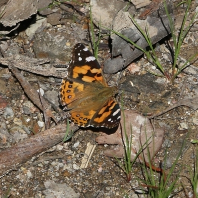 Vanessa kershawi (Australian Painted Lady) at Chiltern, VIC - 29 Oct 2021 by KylieWaldon