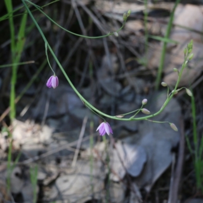 Arthropodium strictum (Chocolate Lily) at Chiltern, VIC - 29 Oct 2021 by KylieWaldon