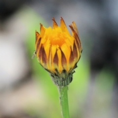 Hypochaeris radicata (Cat's Ear, Flatweed) at Chiltern, VIC - 30 Oct 2021 by KylieWaldon