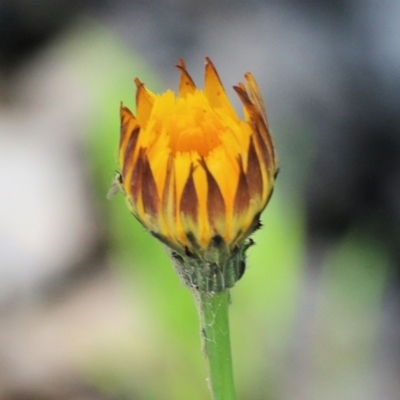 Hypochaeris radicata (Cat's Ear, Flatweed) at Chiltern, VIC - 30 Oct 2021 by KylieWaldon