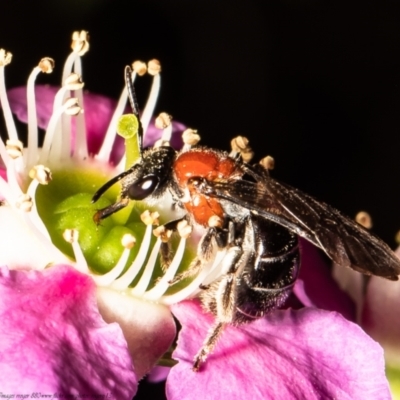 Lasioglossum (Callalictus) callomelittinum (Halictid bee) at ANBG - 8 Nov 2021 by Roger