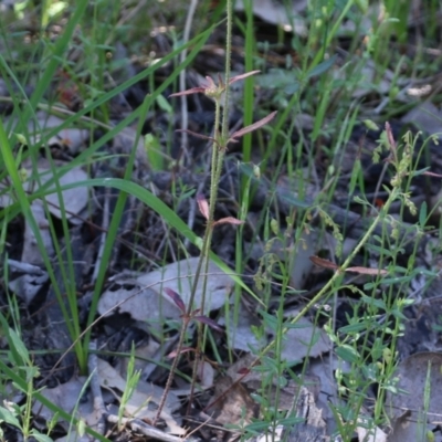 Unidentified Other Wildflower or Herb at Chiltern, VIC - 29 Oct 2021 by KylieWaldon