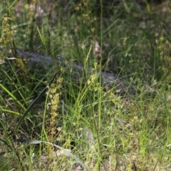 Drosera (genus) (A Sundew) at Chiltern, VIC - 30 Oct 2021 by KylieWaldon
