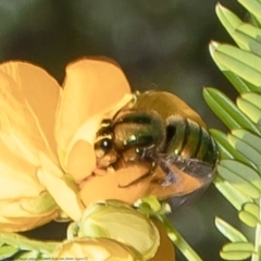 Xylocopa (Lestis) aerata (Golden-Green Carpenter Bee) at Acton, ACT - 8 Nov 2021 by Roger